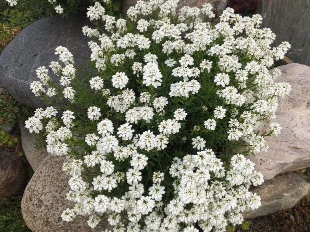 Фотография: в стиле , Ландшафт, Флористика, Советы, Дача – фото на нашем сайте