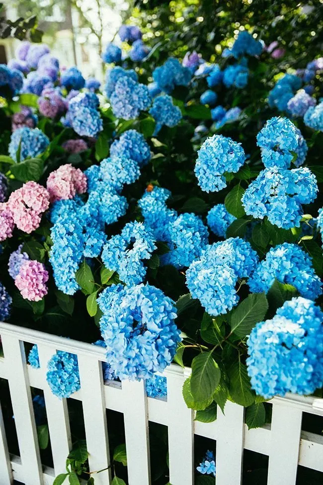 Photo: Landscape, Floristry, Guide – Photo on Our Site