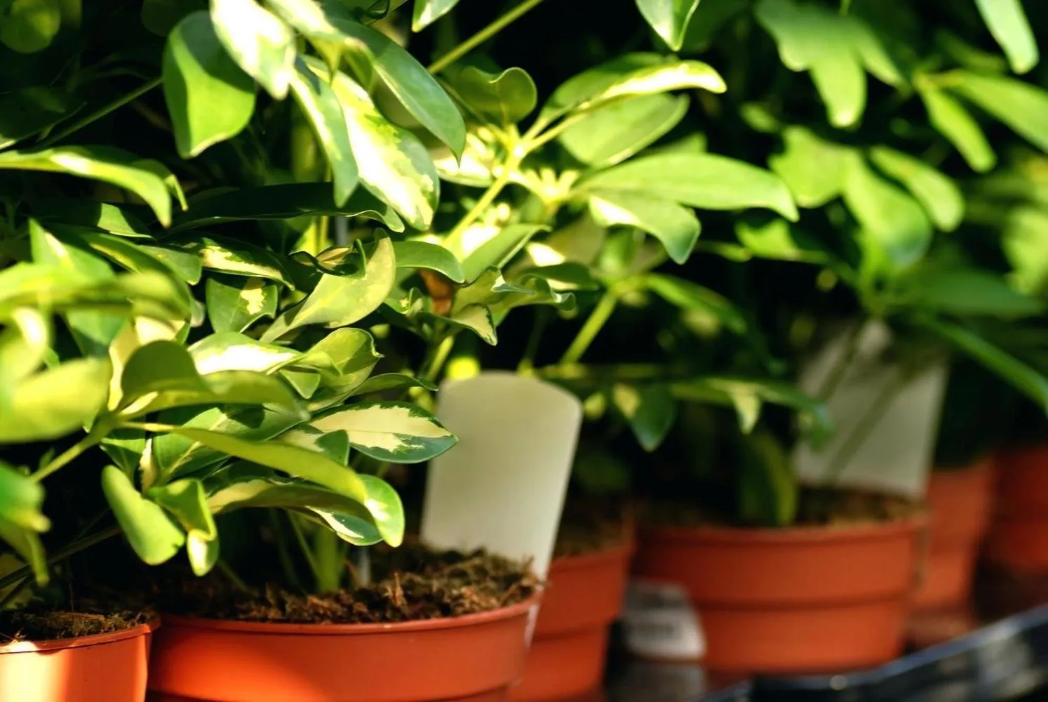 Photo: in style , Balcony, Apartment, Landscape, House and Garden, vegetable garden on balcony, mini-garden on balcony, Leroy Merlin, Natalia Shushlebina – photo on our website