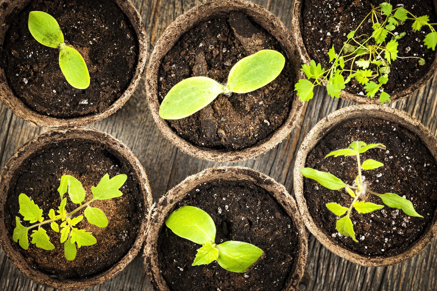 Photo: in style , Balcony, Apartment, Landscape, House and Garden, vegetable garden on balcony, mini-garden on balcony, Leroy Merlin, Natalia Shushlebina – photo on our website