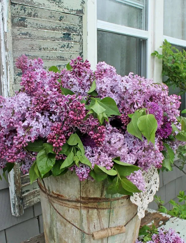 Photo: Floristry Style, Tips, Unknown Facts, Peonies, Clump Roses, Lilac, Amazing Facts – Photo on Our Site