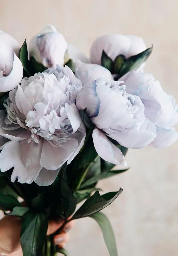 Photo: Floristry Style, Tips, Unknown Facts, Peonies, Clump Roses, Lilac, Amazing Facts – Photo on Our Site
