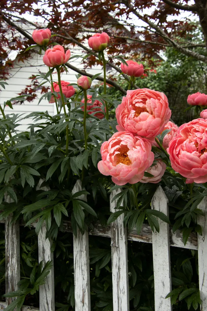 Photo: Style, Tips, Unknown Facts, Peonies, Clump Roses, Lilac, Amazing Facts – Photo on Our Site