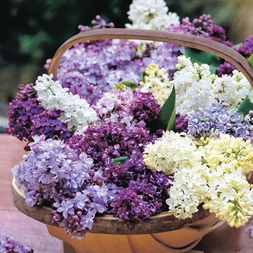 Photo: Style, Tips, Unknown Facts, Peonies, Clump Roses, Lilac, Amazing Facts – Photo on Our Site