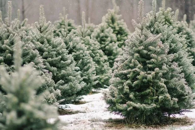 Foto: estilo, Consejos, Casa y finca – foto en nuestro sitio web