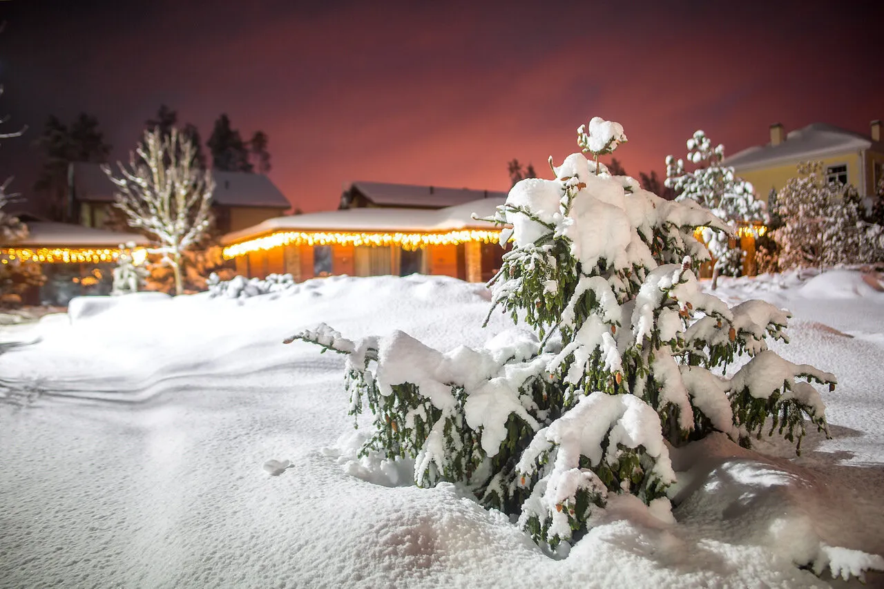 Photo: in the style of, Tips, Derevo Park – photo on our site