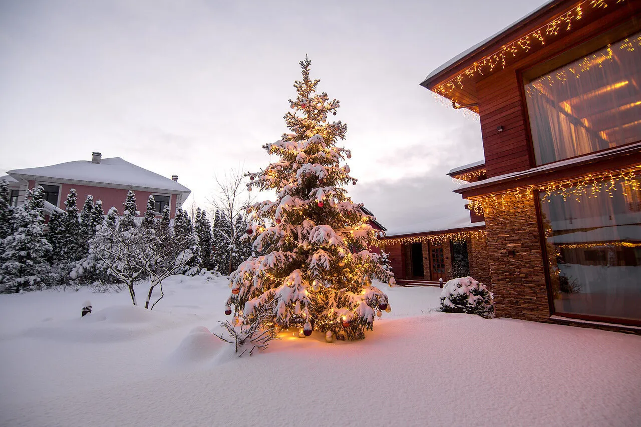 Photo: in the style of, Tips, Derevo Park – photo on our site