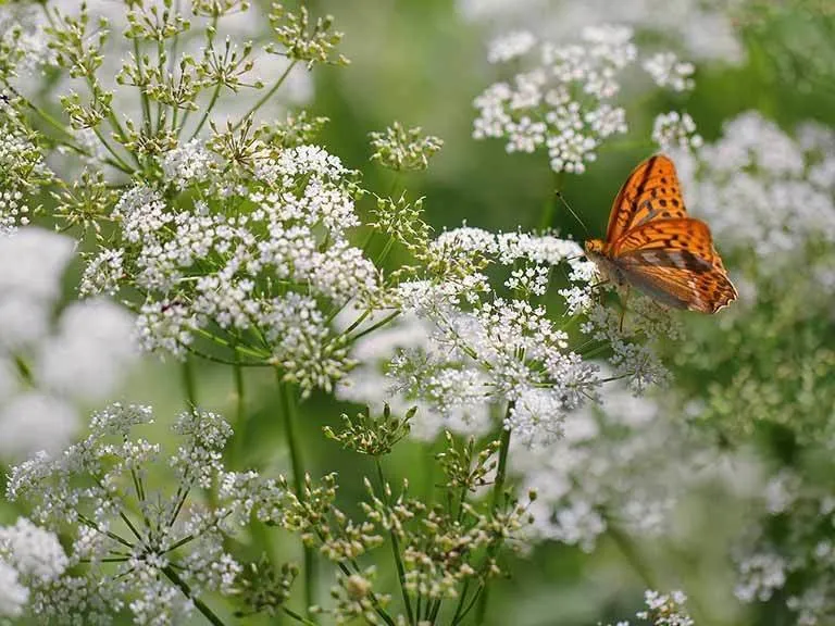 Photo: in style, Landscape, Tips, Garden, House and Garden, Viktoriya Donyshska – photo on our site