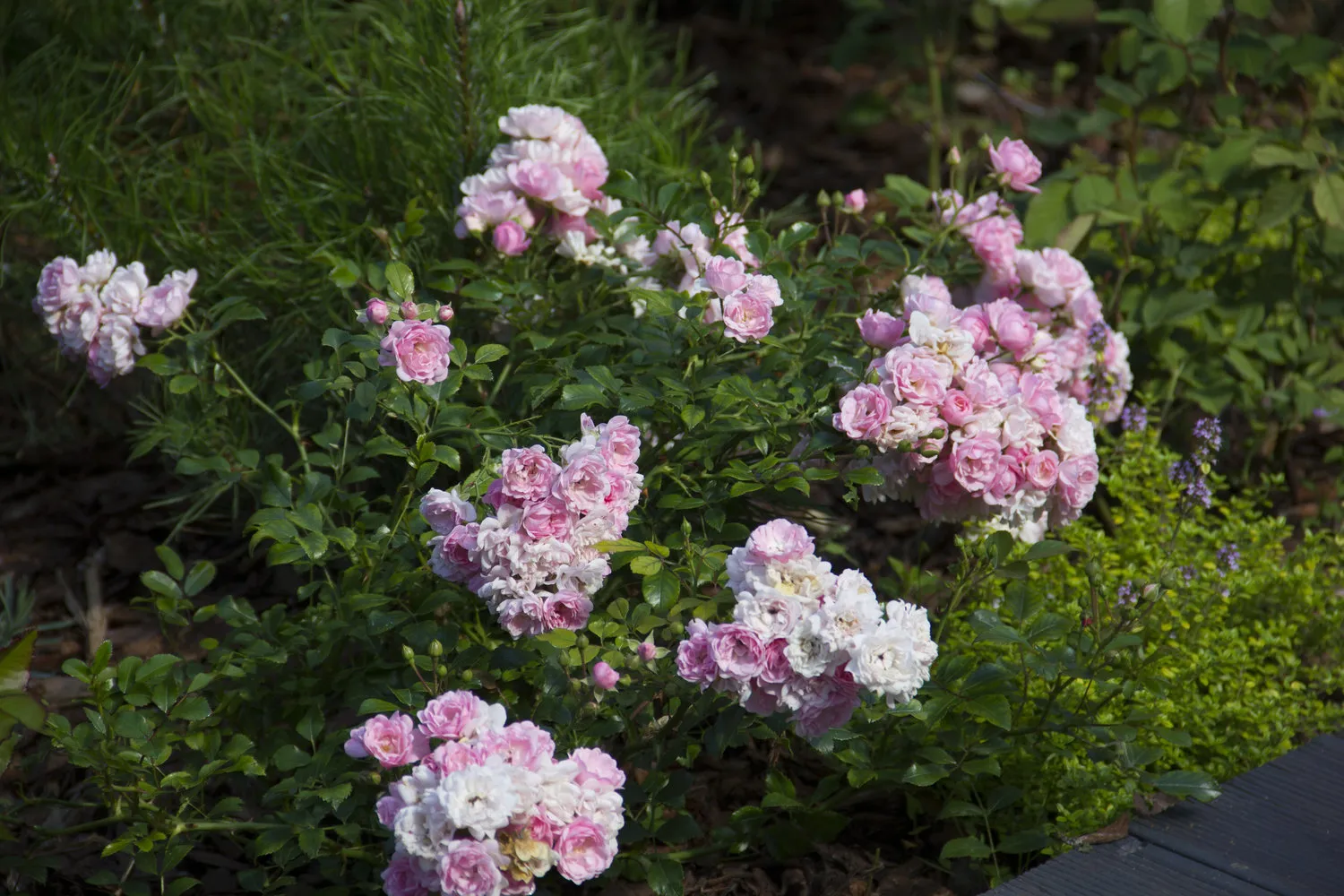 照片：Derevo Park