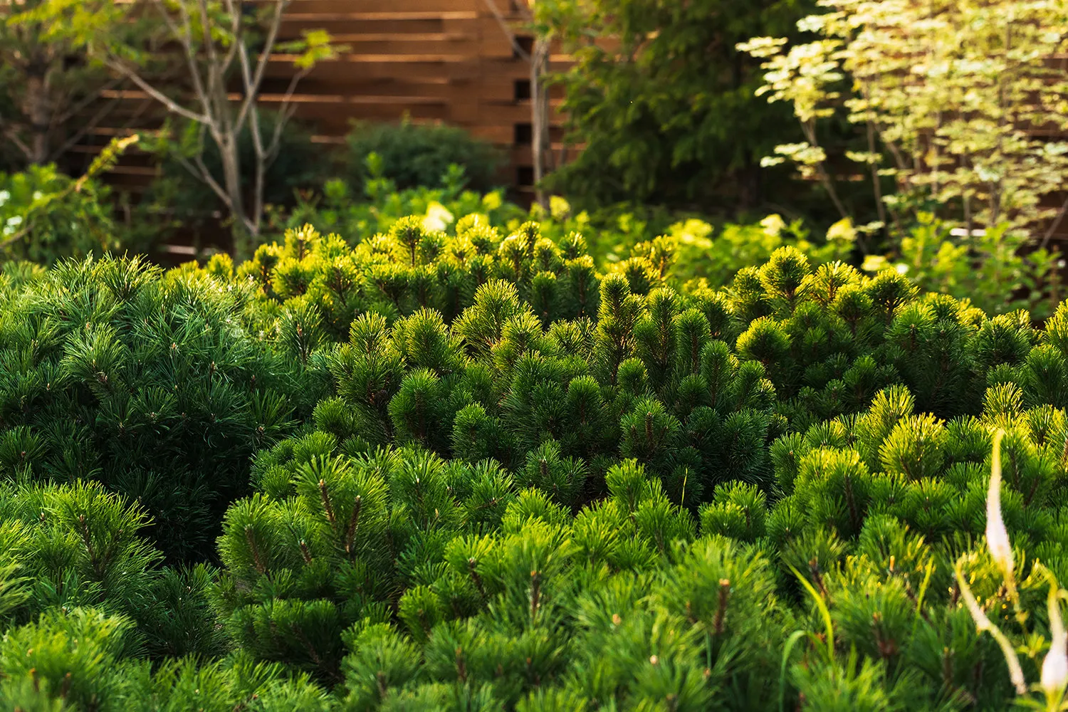 照片：Derevo Park