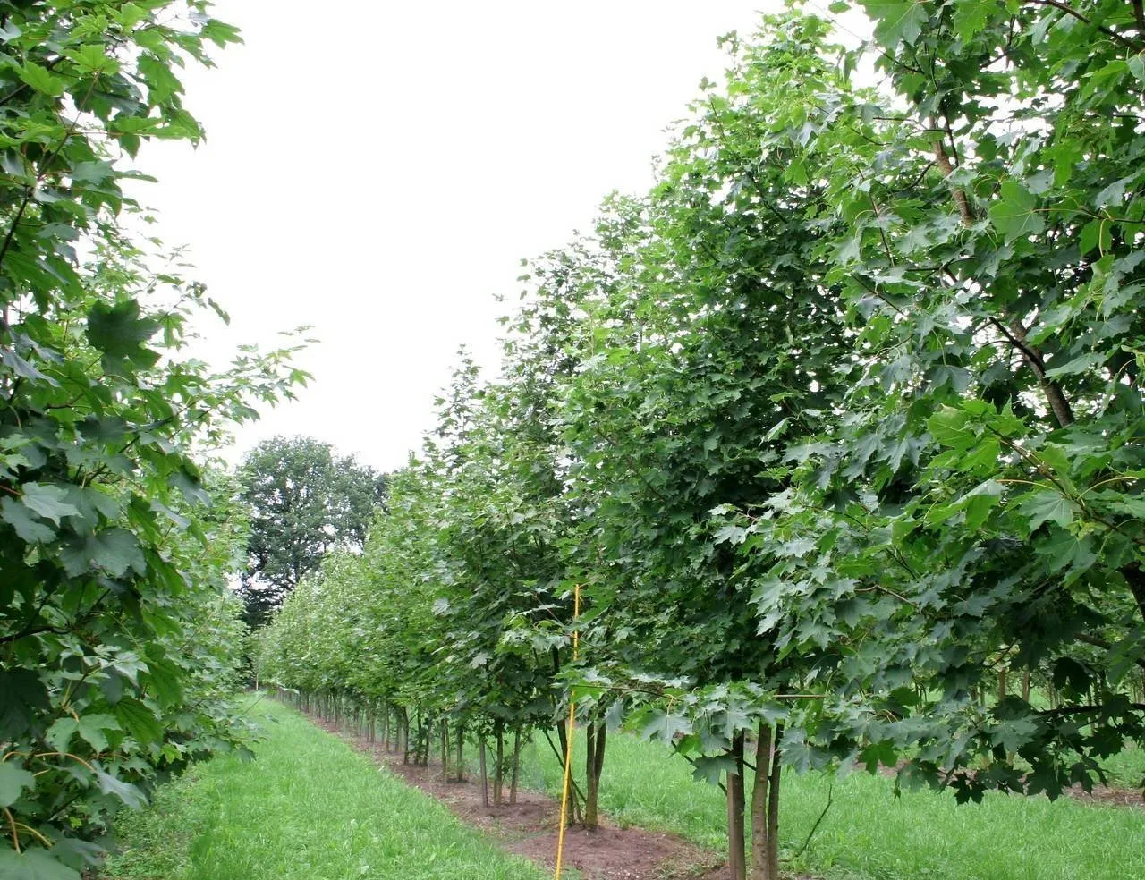 照片：Landscape Style, Tips – 我们网站上的照片