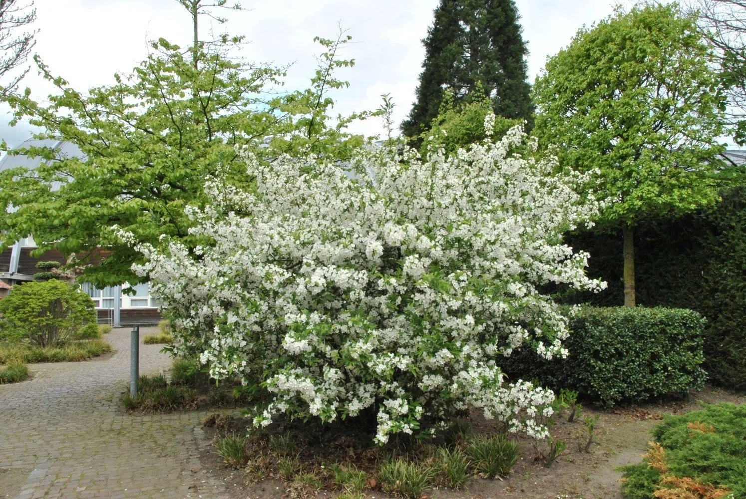 Photo: in style, Landscape, Tips, Garden, House and Garden, Viktoriya Donyshska – photo on our site