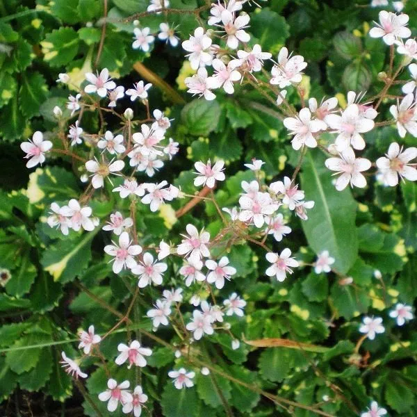 Photo: in style, Garden, House and Garden, Garden Plot, Derevo Park, Plants – photo on our website