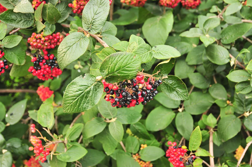 Photo: in style, Garden, House and Garden, Garden Plot, Derevo Park, Plants – photo on our website