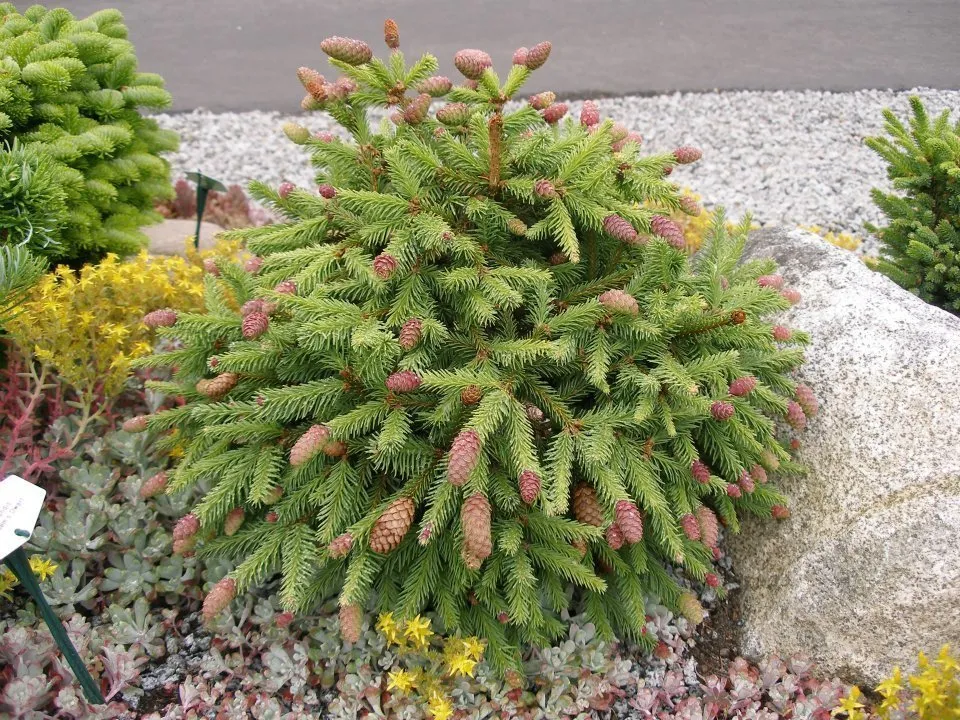 Photo: in style, Garden, House and Garden, Garden Plot, Derevo Park, Plants – photo on our website