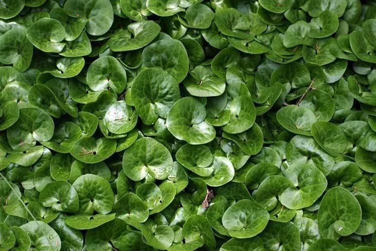 Photo: in style, Garden, House and Garden, Garden Plot, Derevo Park, Plants – photo on our website