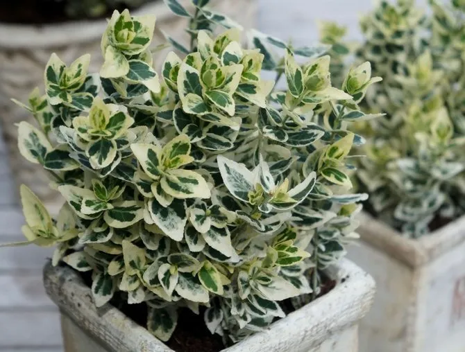 Photo: in style, Garden, House and Garden, Garden Plot, Derevo Park, Plants – photo on our website