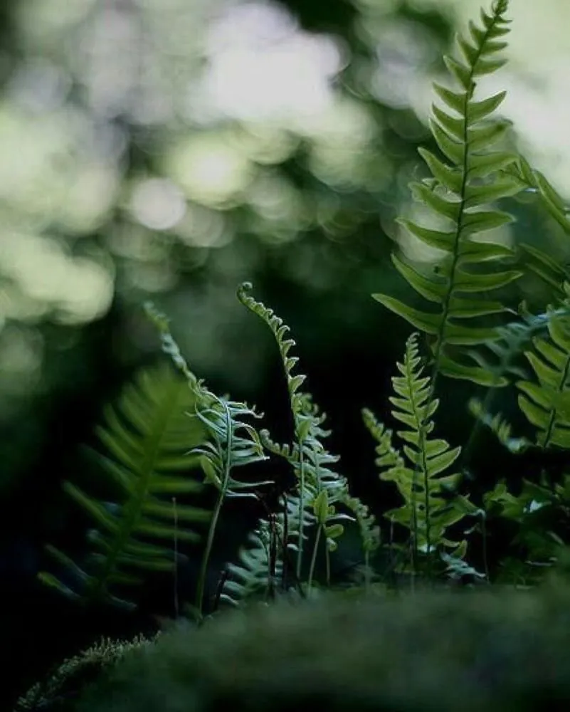 Photo: in style, Garden, House and Garden, Garden Plot, Derevo Park, Plants – photo on our website