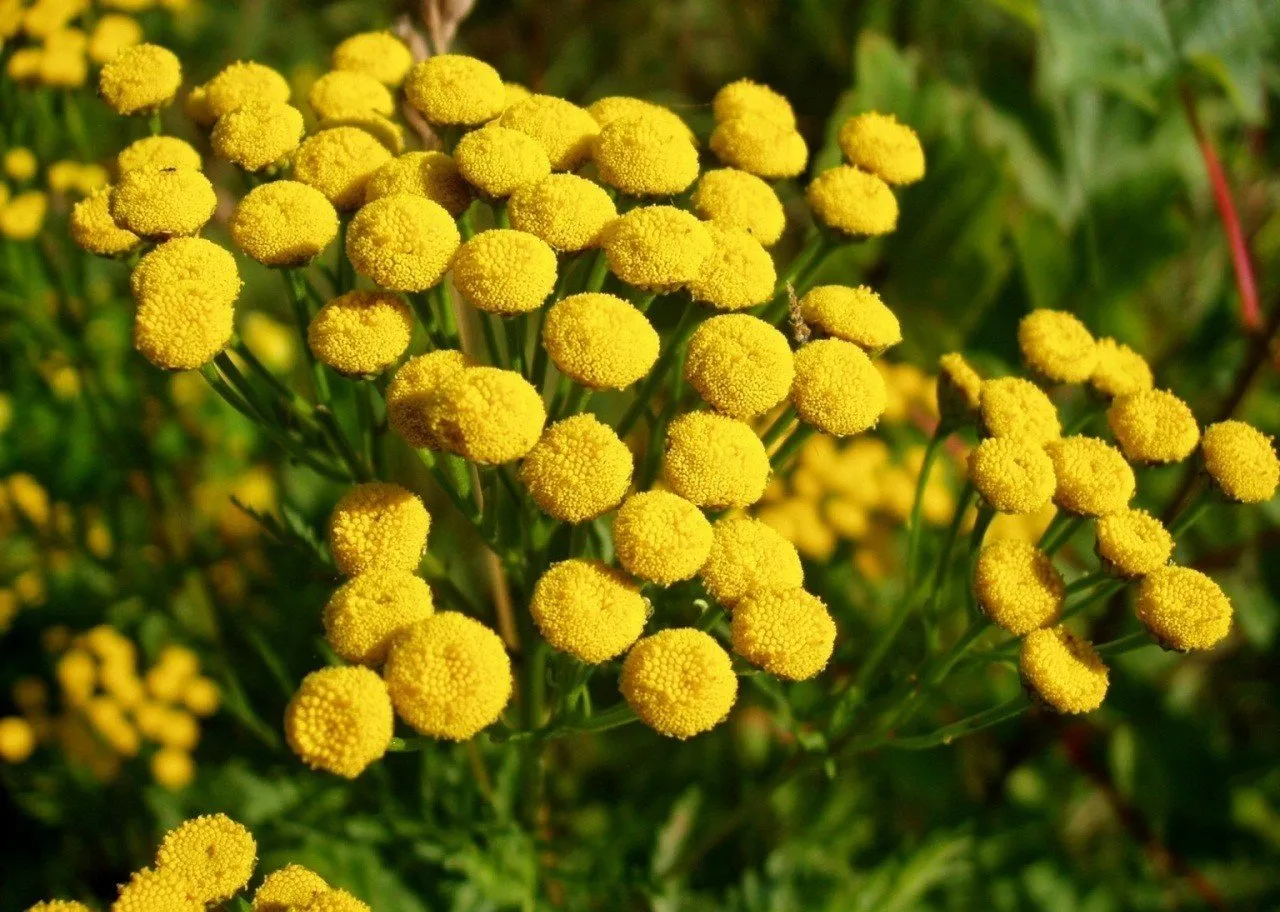 Photo: Floristry style, Tips, Home and Garden, how to choose plants for a garden, plants – photos on our site