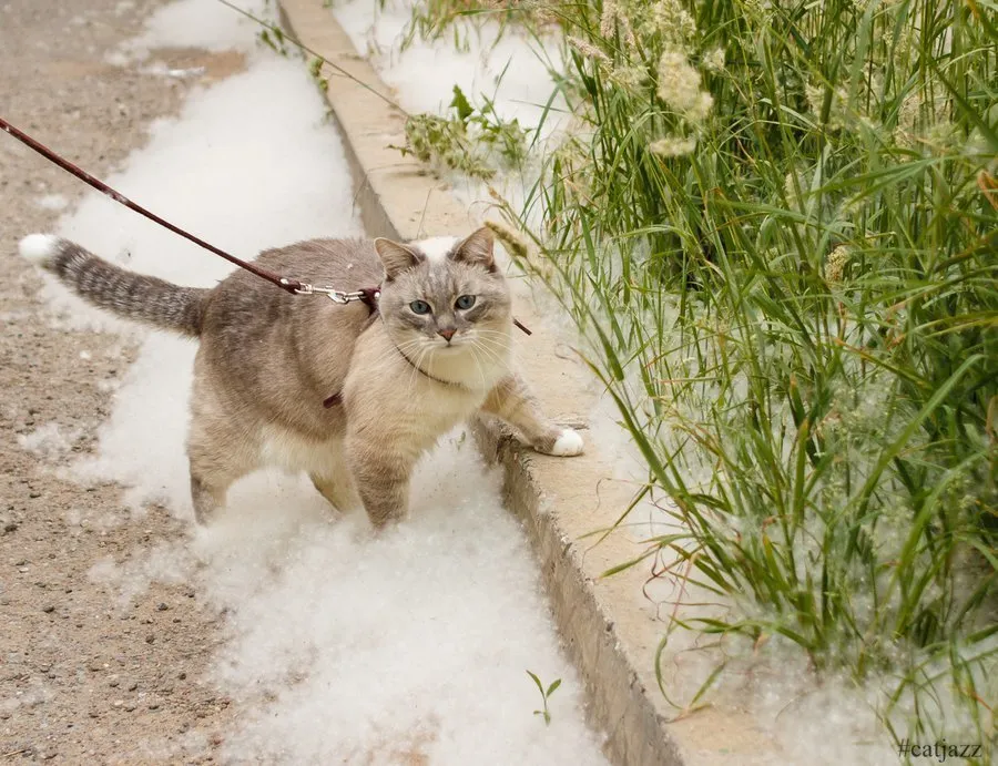 杨树绒的危害及应对方法