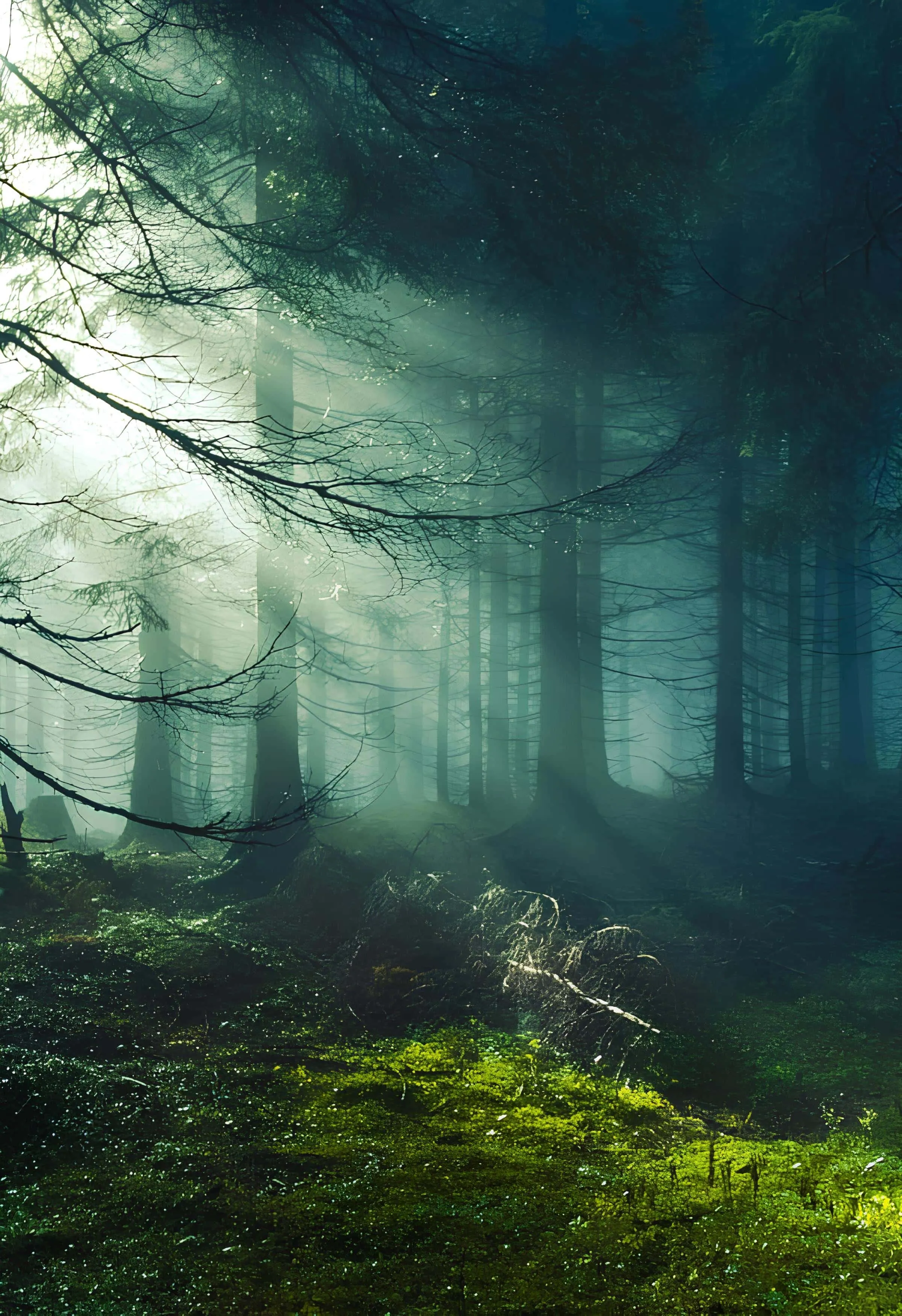 Soft beams of light illuminating a foggy pine forest