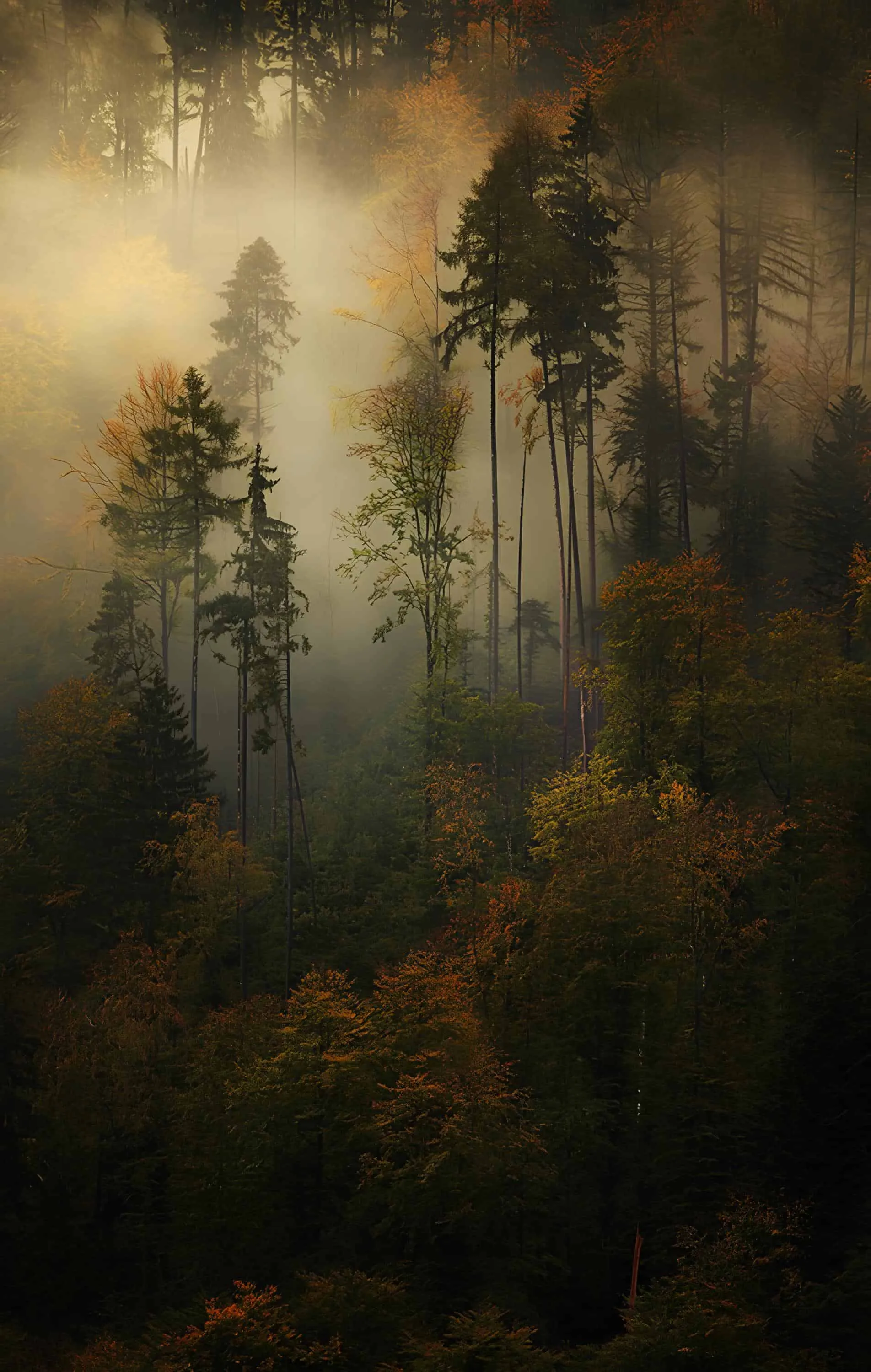 Foggy autumn forest with colorful deciduous trees and tall pines