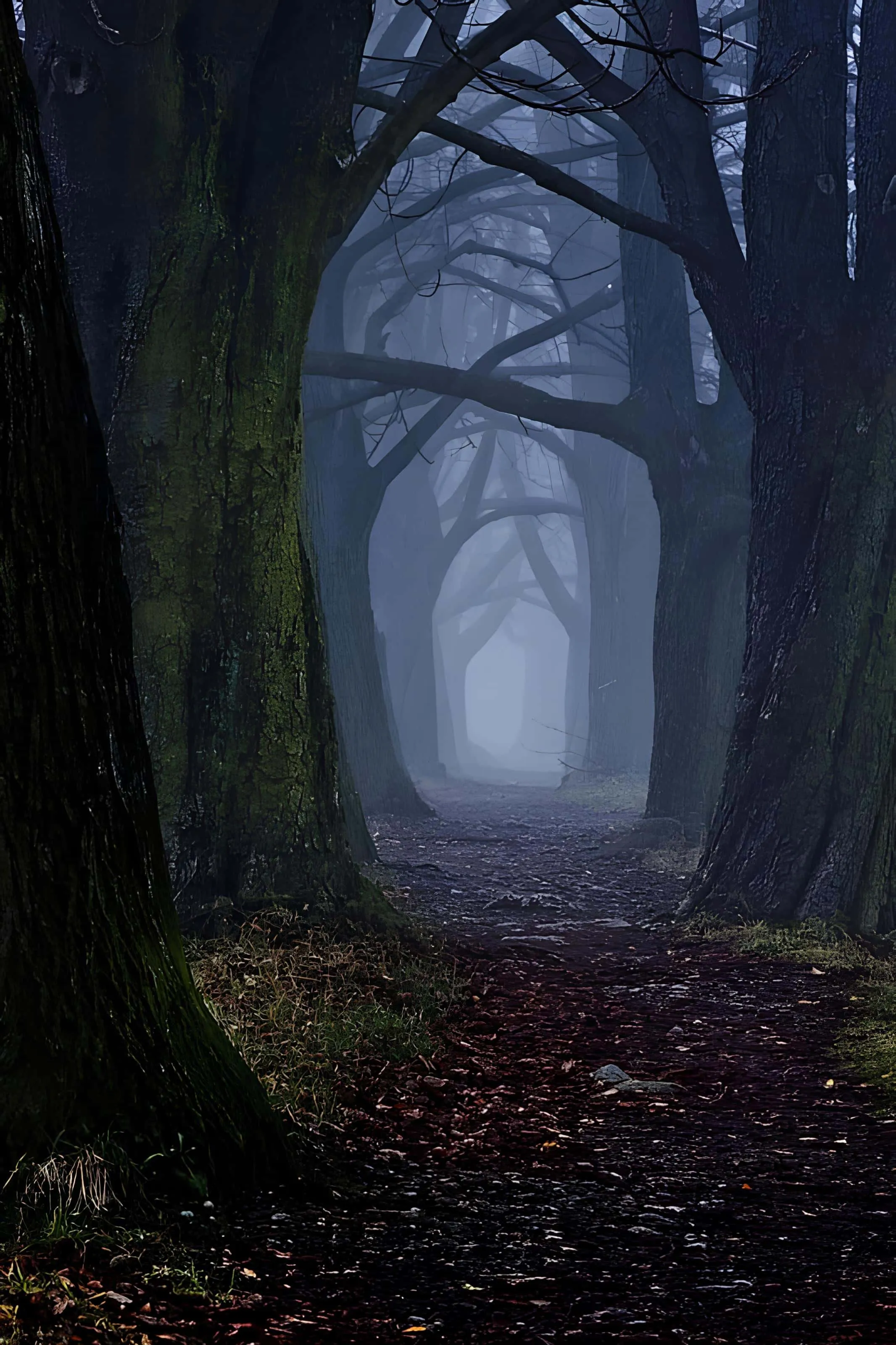 Curved trail in forest disappearing into dense fog among ancient trees