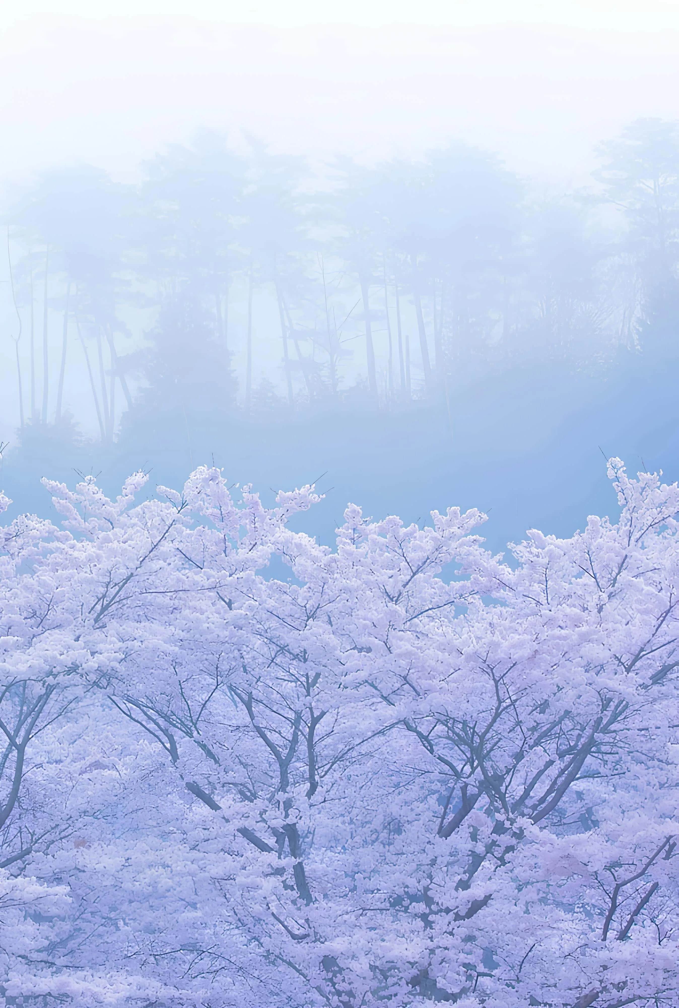 Soft pink cherry blossoms blooming through morning mist