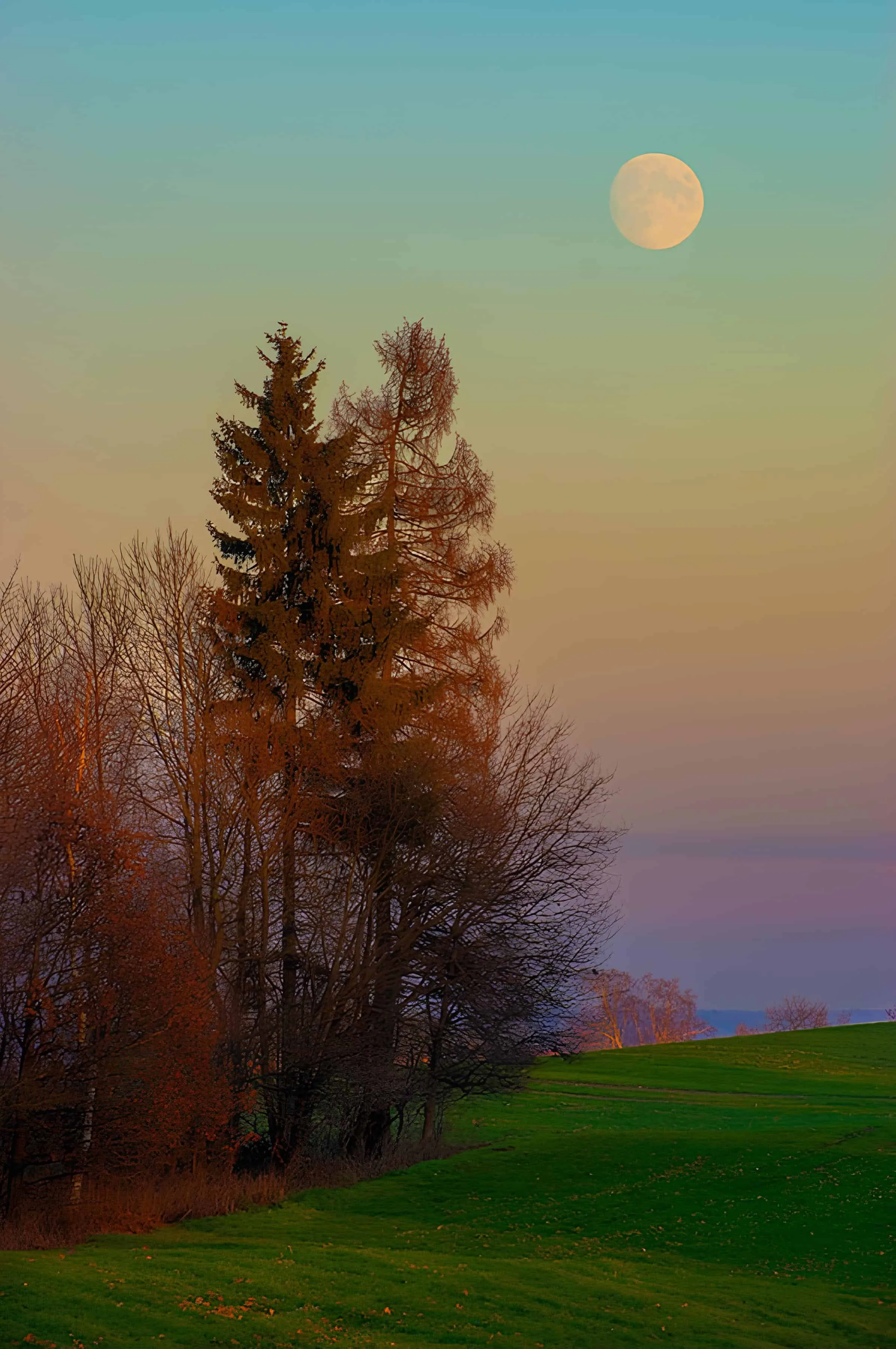 Golden moon rising over trees and grassy fields during dusk