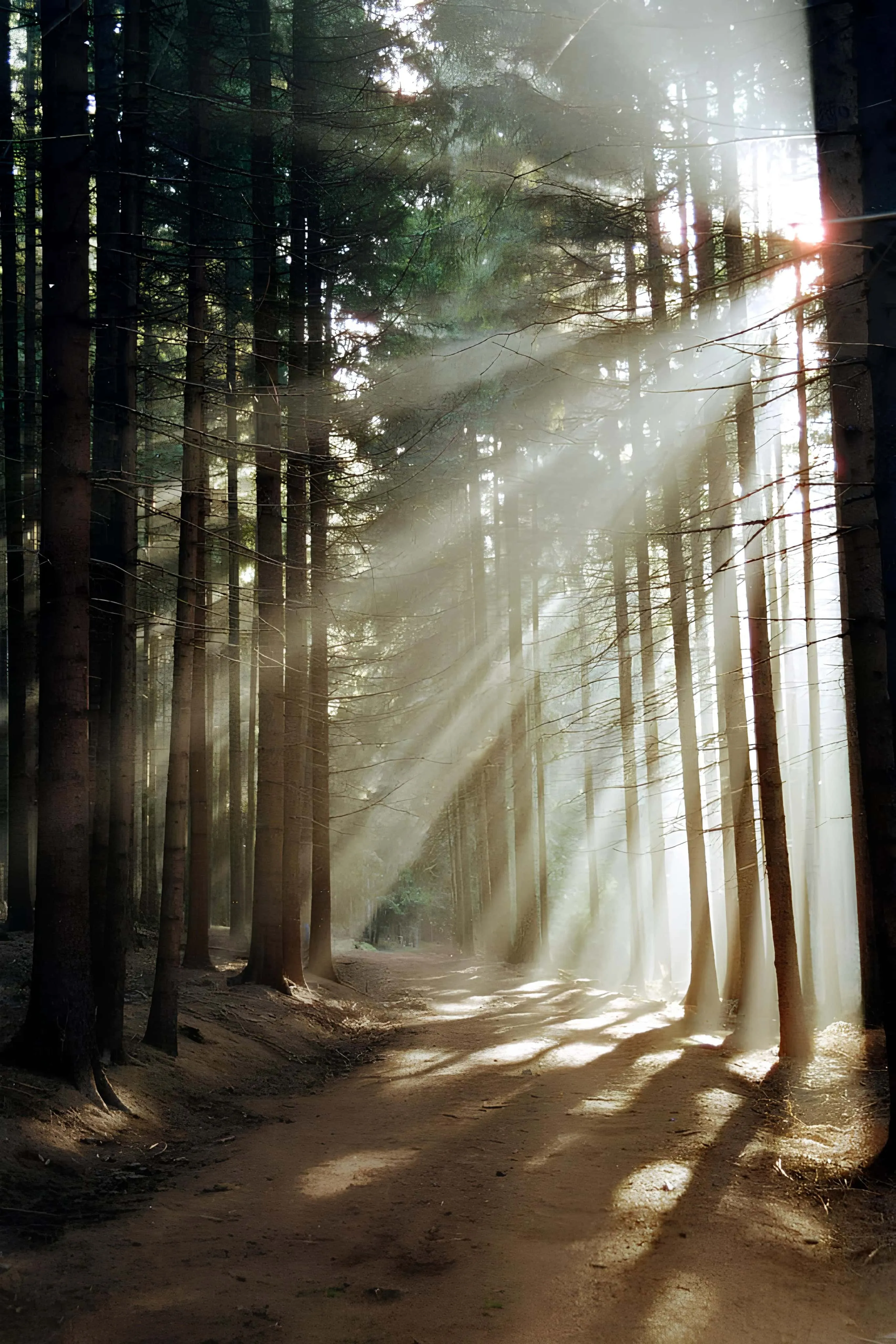 Sunlight filtering through tall pines on a forest trail