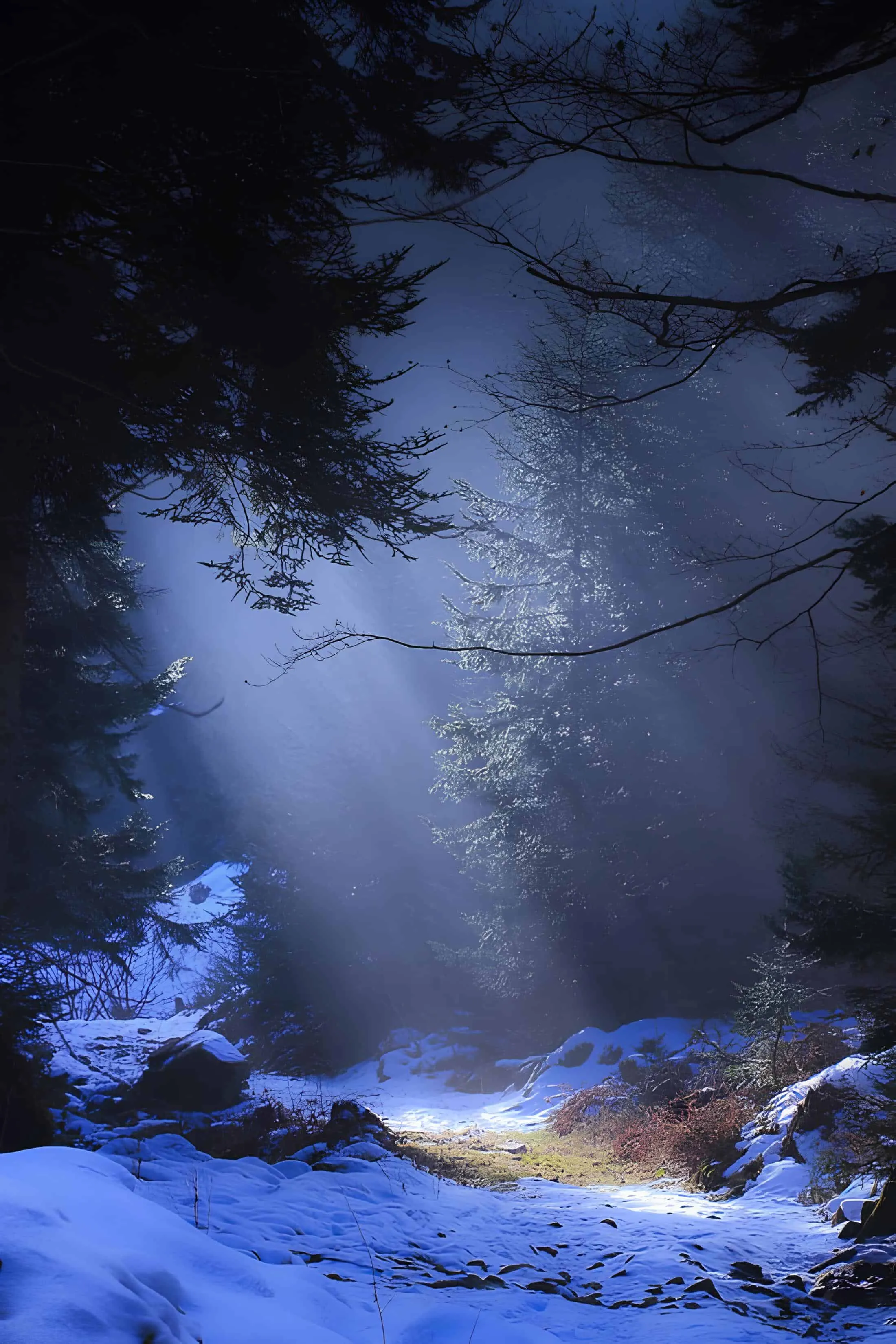 Light beams penetrating snow-covered ground between tall pines