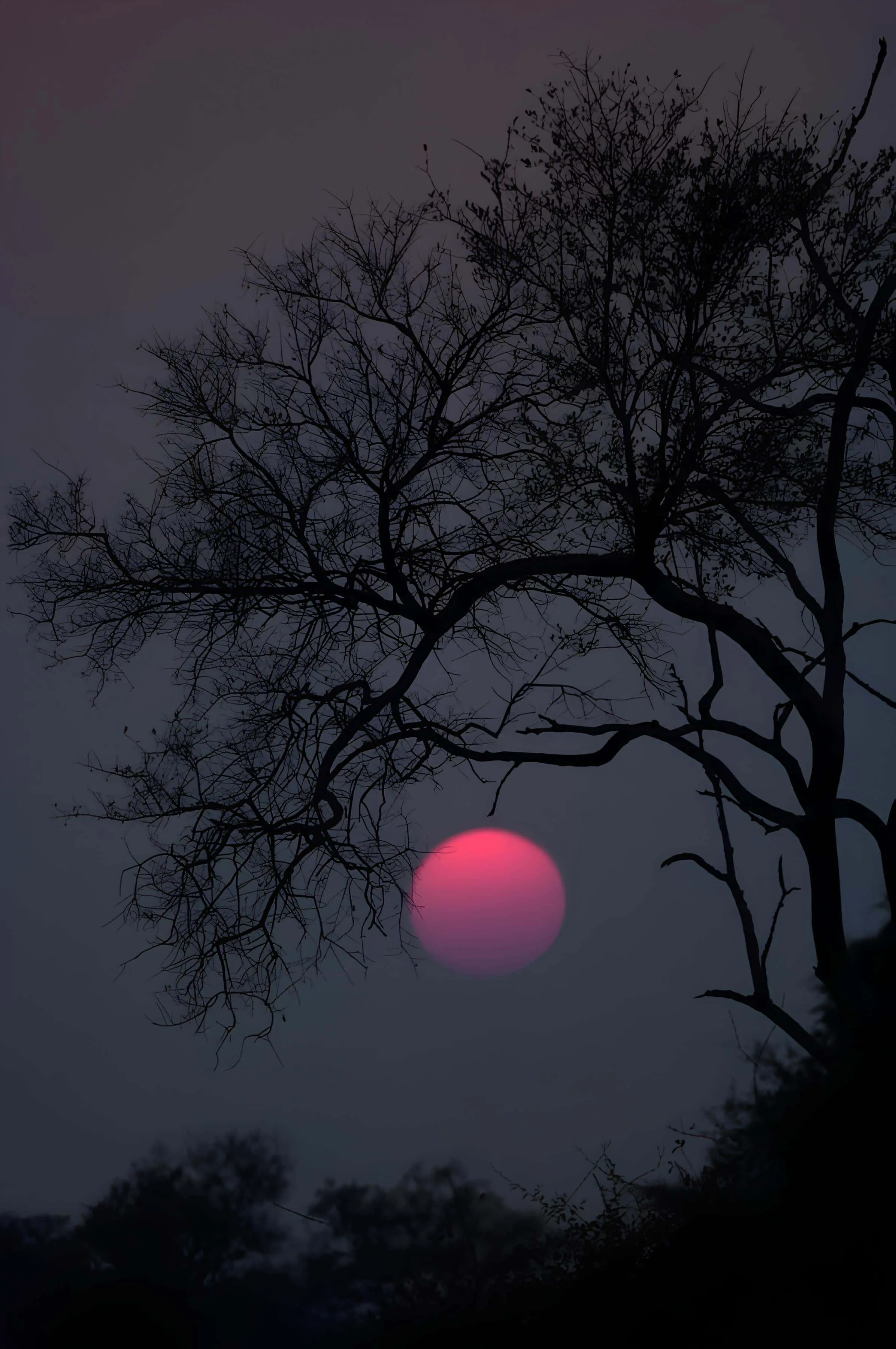 Dark tree branches against a bright red moon