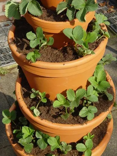 垂直种植示意图