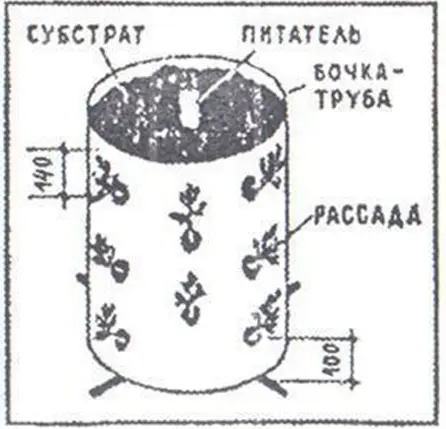 袋装菜园示意图