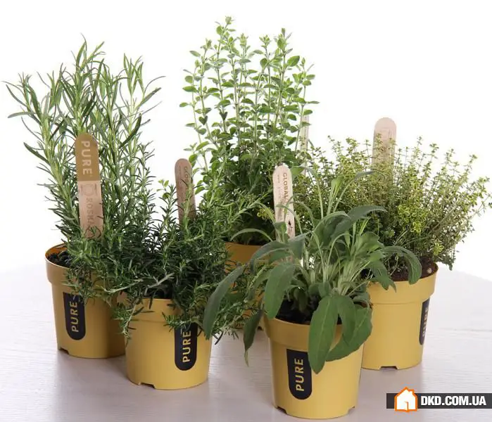 室内花卉：5种原创方式让您的公寓充满绿意