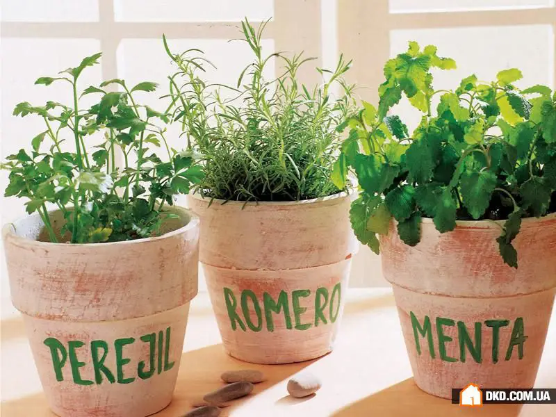 室内花卉：5种原创方式让您的公寓充满绿意