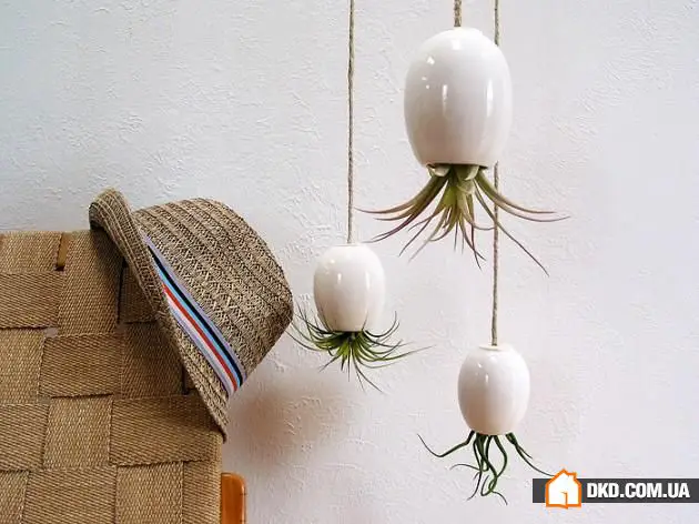 室内花卉：5种原创方式让您的公寓充满绿意