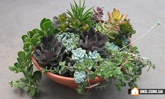 室内花卉：5种原创方式让您的公寓充满绿意