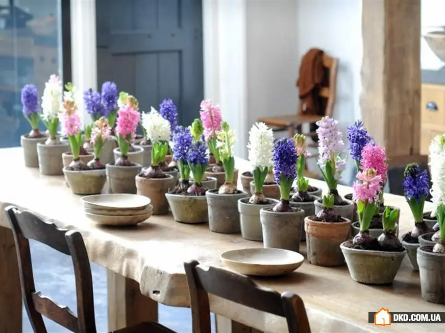 室内花卉：5种原创方式让您的公寓充满绿意