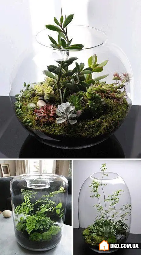 室内花卉：5种原创方式让您的公寓充满绿意