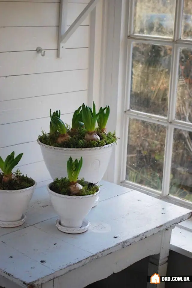 室内花卉：5种原创方式让您的公寓充满绿意