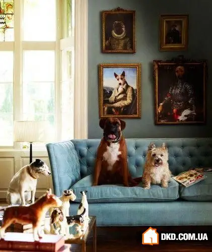 如何在有宠物的情况下布置室内环境