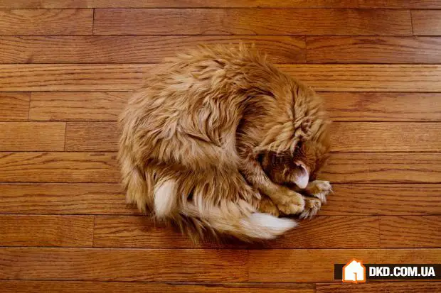 关于拼花地板及其替代品的全部信息