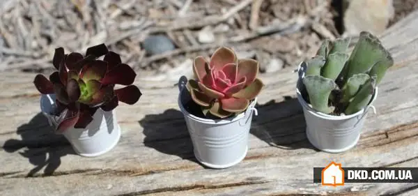 Gartenbau 2015: die interessantesten Trends