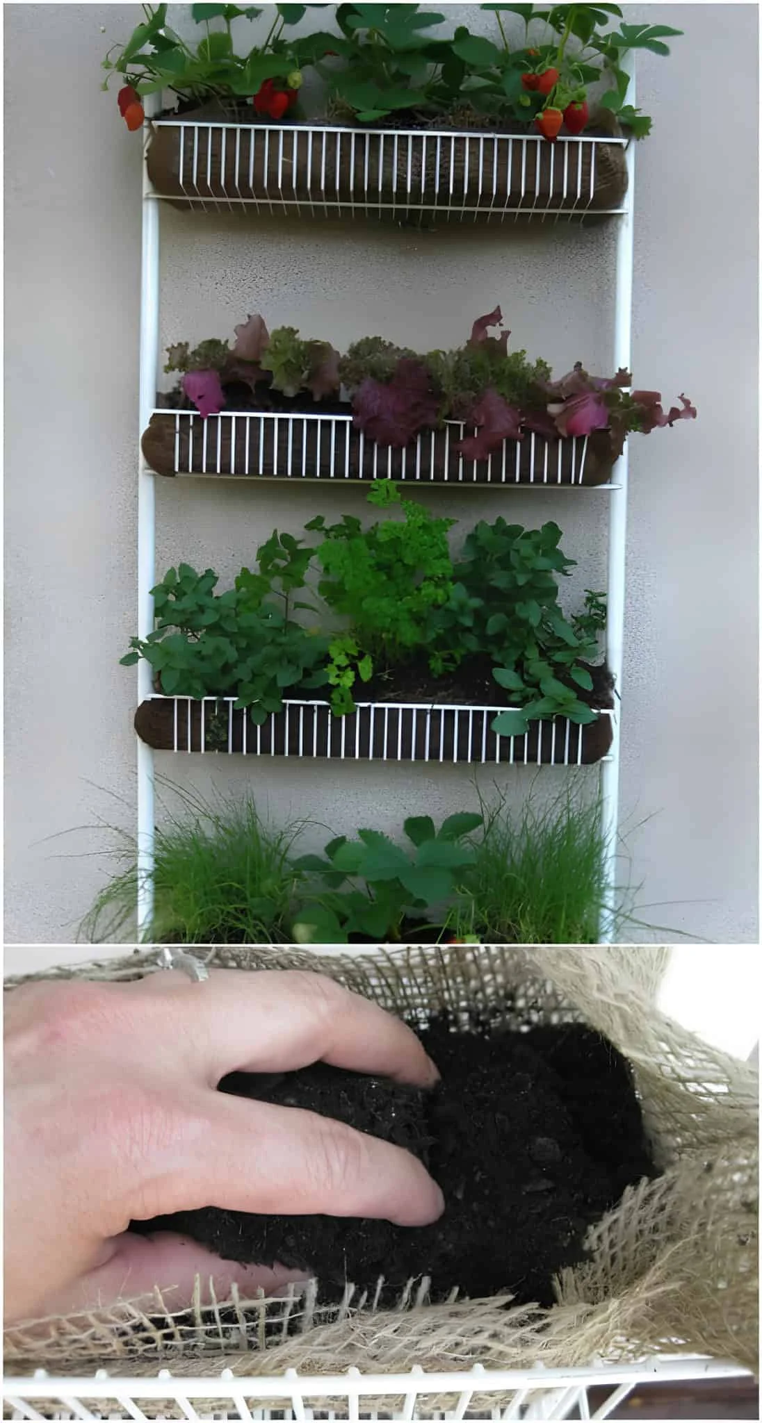 Wall-mounted vertical herb garden using wire baskets and burlap