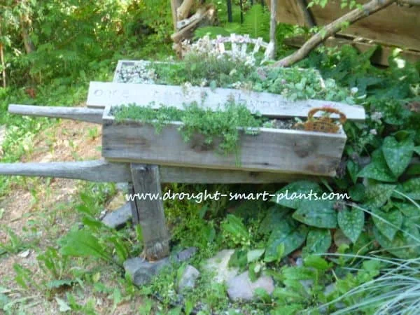 2. Suculentas en carritos