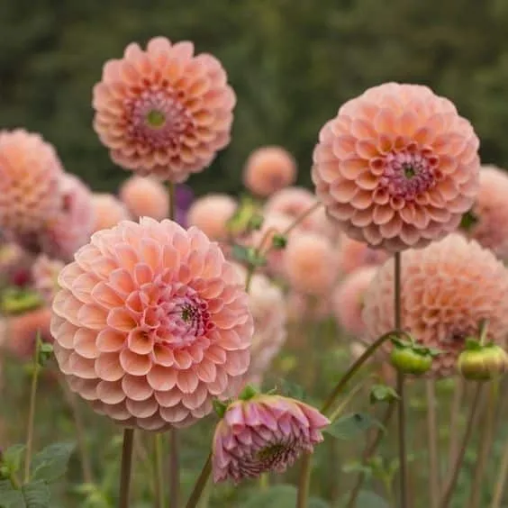 The Most Desired Summer Flower — Dahlias with Care Guide