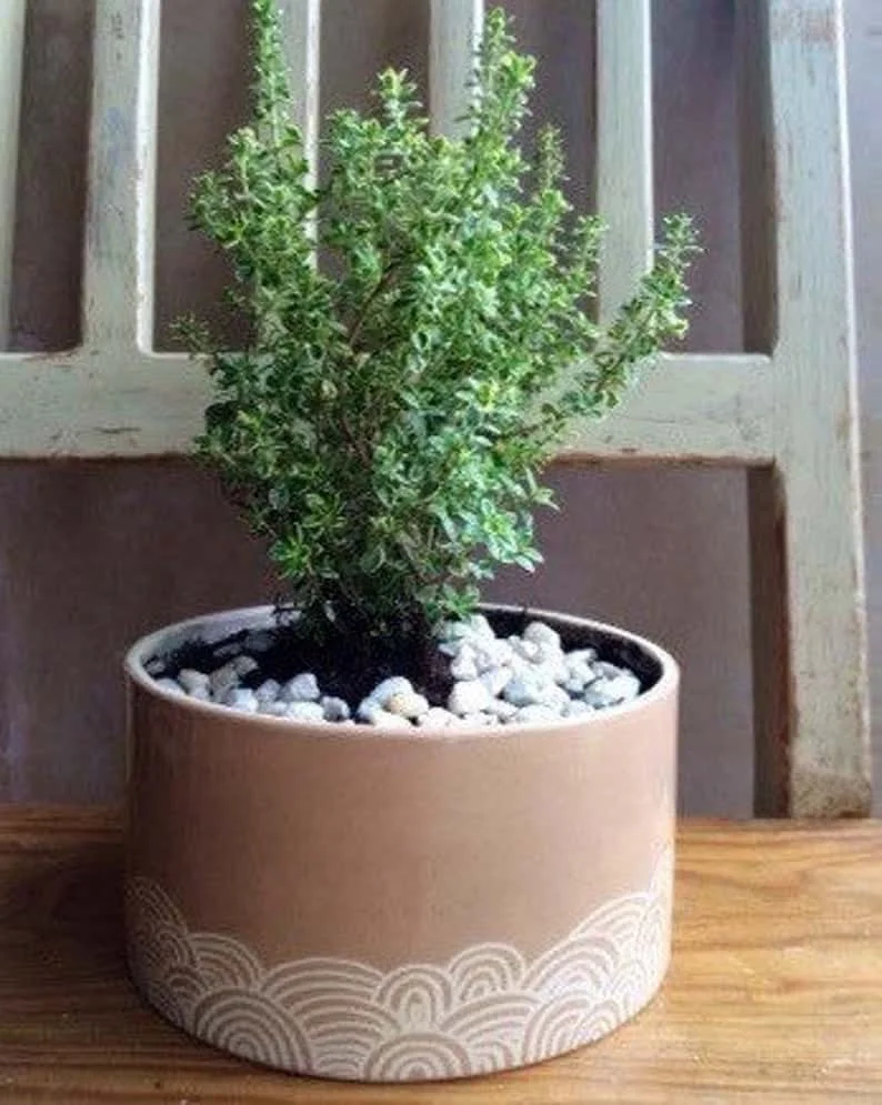 9. Einzigartiges Topfdesign