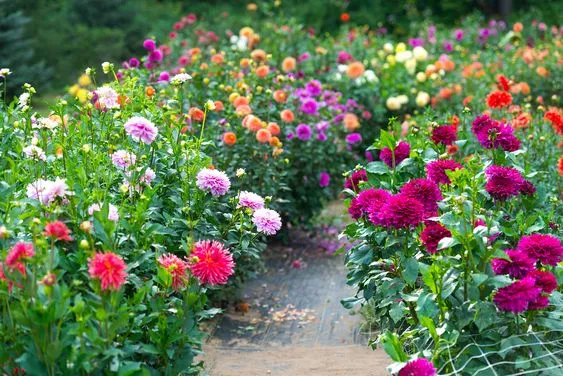 The Most Desired Summer Flower — Dahlias with Care Guide