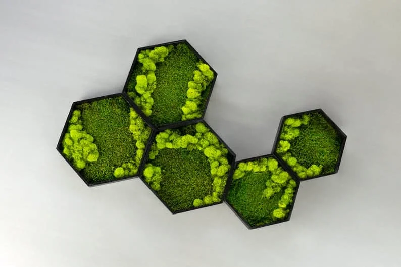 11. 蜂窝状苔藓马赛克